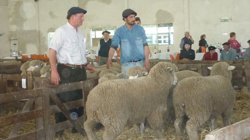 Remate de lanares Corriedale de Cabaña La Fe