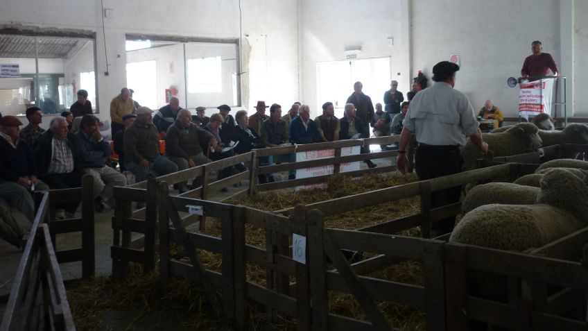 Remate de lanares Corriedale de Cabaña La Fe
