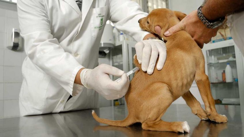Sigue la castración, vacunación y desparasitación gratuita de mascotas 
