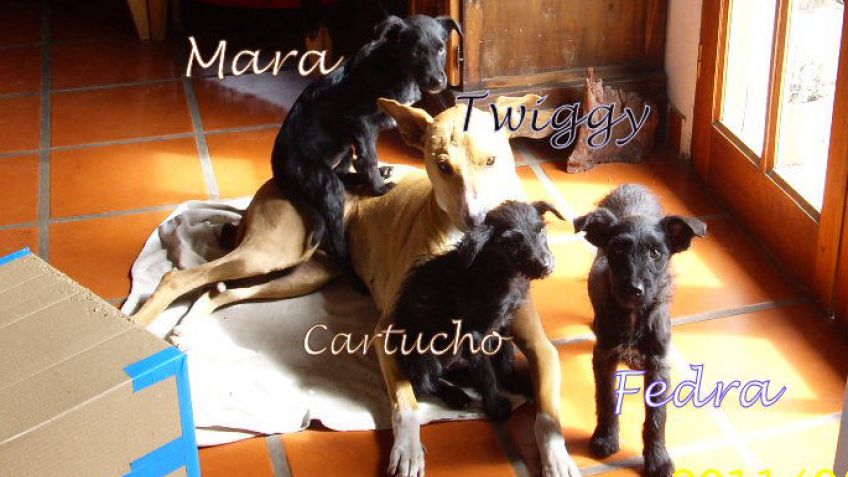 Los mejores amigos de las mascotas