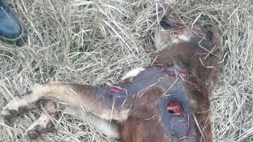 Efecto Chacabuco: citarán a declarar al hombre que arrastró a un perro hasta matarlo