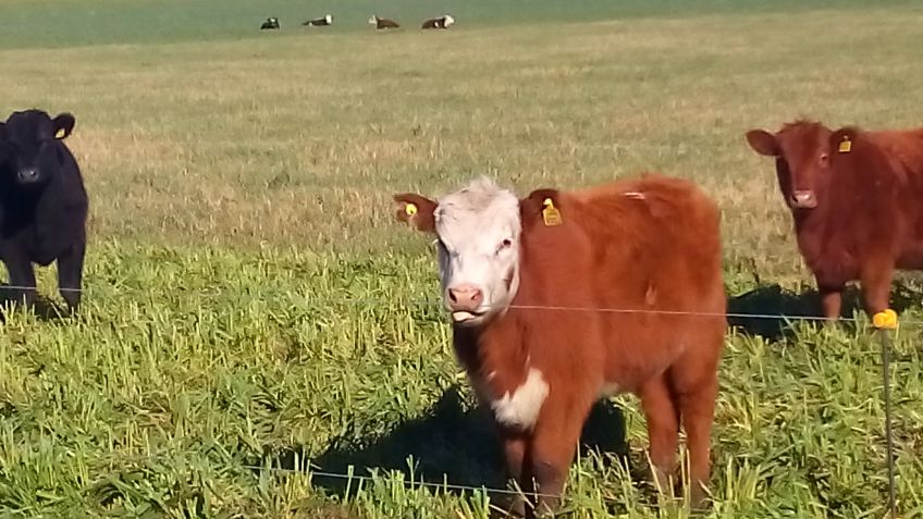 Un modelo ganadero asegura ganancias de pesos como las de un feedlot