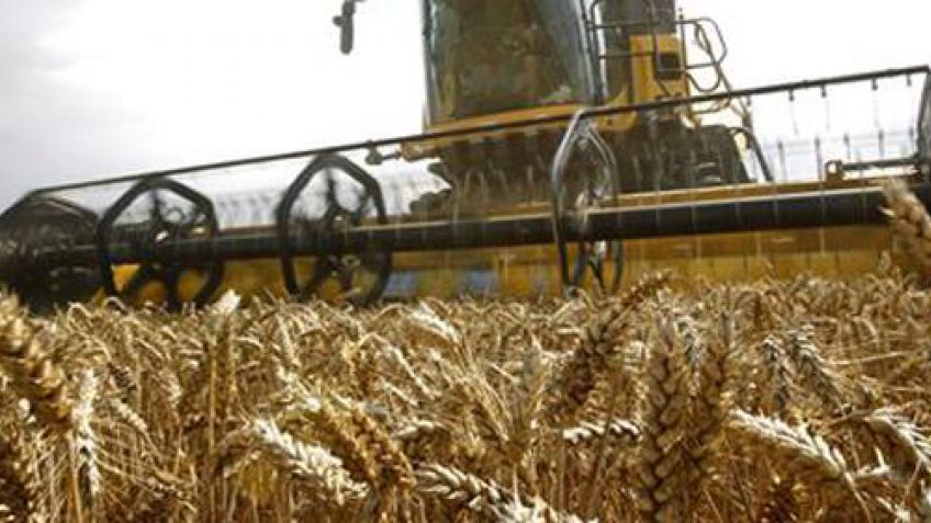 Con rotaciones, el trigo multiplica los rindes
