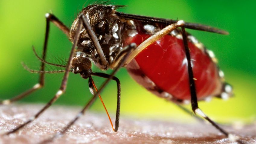 Piden el pronto tratamiento del "plan integral de lucha contra el dengue en la provincia"