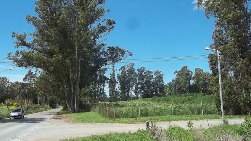 Bronca con Tassara por el retiro de arbolado en el Campus