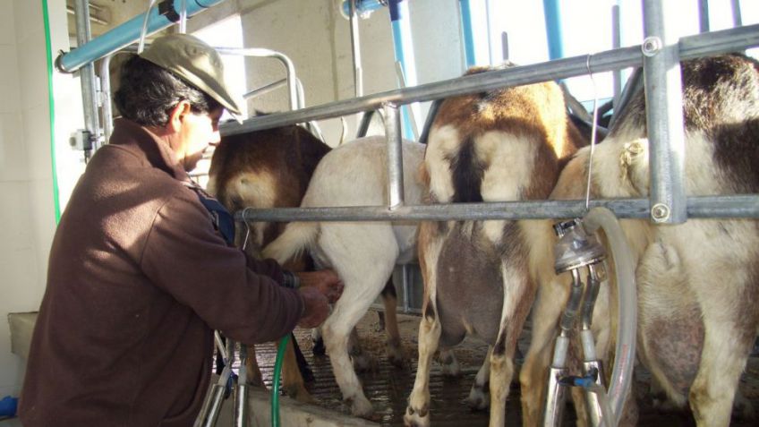 La leche caprina llegaría a la góndola: ¿de qué se trata?