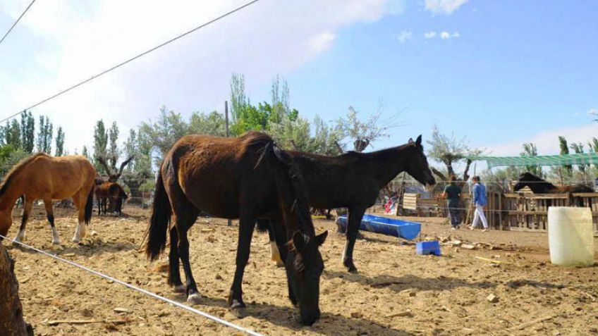 Recuperan miles de caballos, cerdos, vacas, ovejas y cabras robadas