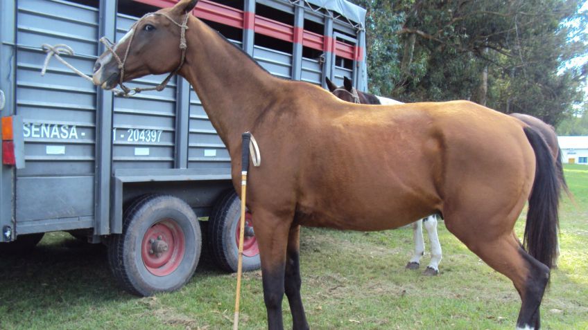 Torneo de polo "Copa Ciudad de Tandil"