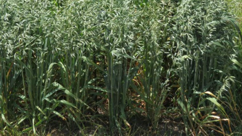 Obtienen una avena ideal para pastoreos intensivos