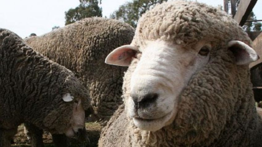 Proponen cambios profundos en la nutrición de rumiantes