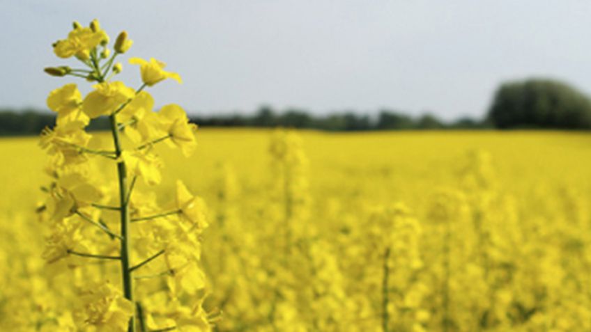 El INTA presenta la primera variedad de colza del país