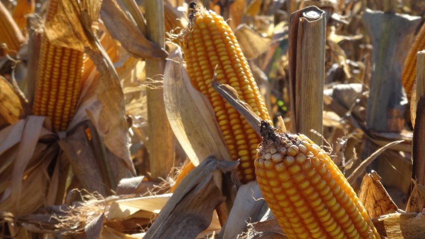 Con más rotación, la producción de maíz podría crecer 70%
