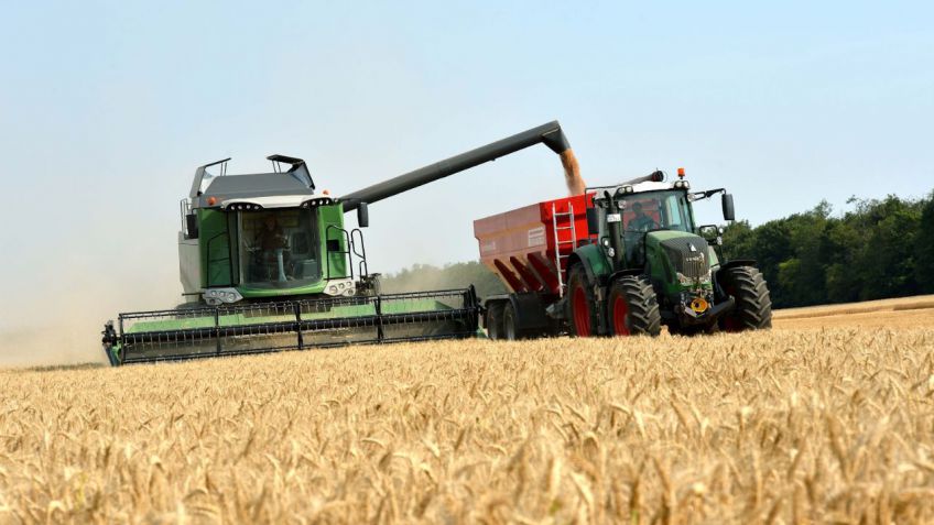 Elevan la estimación de la producción nacional de trigo a 15 millones de toneladas