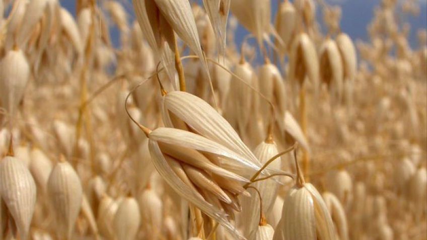 Crean una avena ideal para pastoreos intensivos