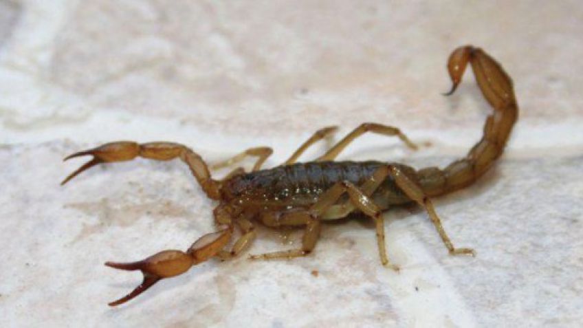 Cómo prevenir la presencia de alacranes y las medidas a tomar en caso de una picadura