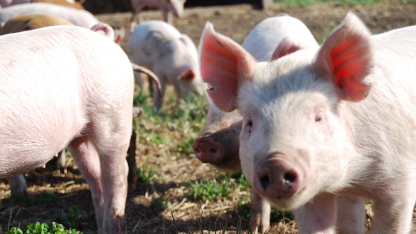 La producción de carne porcina subió 6% en 2016 y marcó un nuevo récord