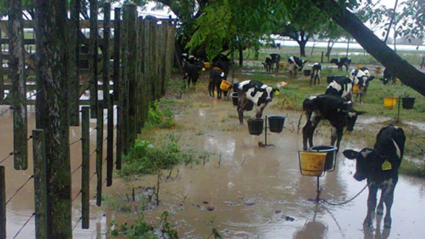 Inundaciones: ¿Cómo reducir el impacto en los tambos?