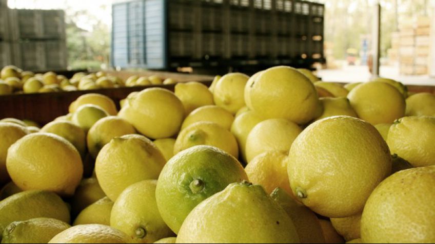 Estados Unidos suspendió por 60 días la importación de limones