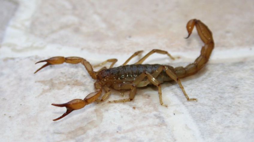 Afirman que aparecieron más alacranes en nuestra ciudad 