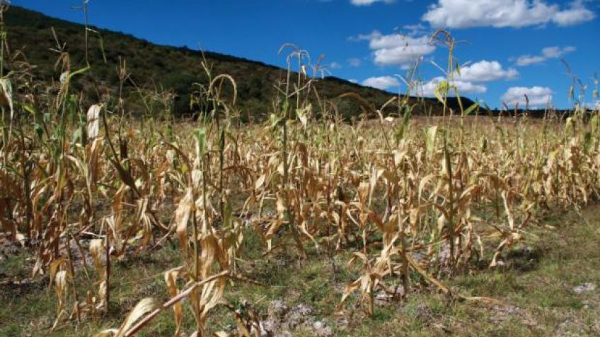 Descubren un mecanismo para evitar la muerte de cultivos frente a altas temperaturas