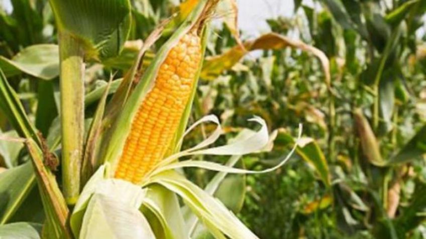 La mayor siembra de maíz y trigo impulsó el consumo de fertilizantes el año pasado
