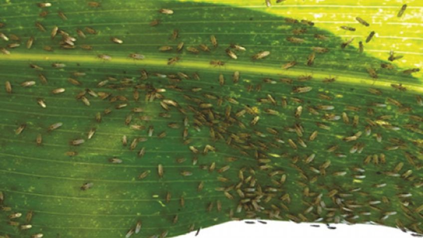 Identifican un insecto inusual que podría afectar el rendimiento de los maíces tardíos