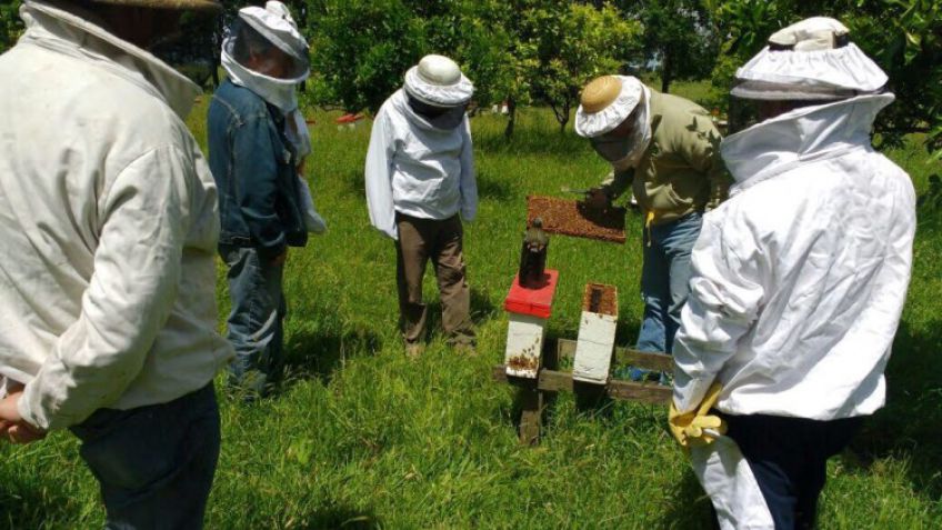 La Provincia financiará proyectos de productores apícolas bonaerenses