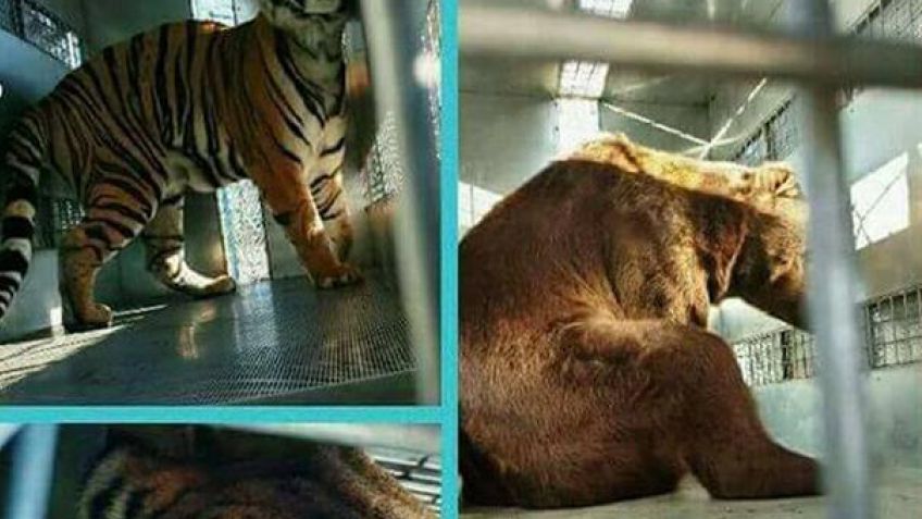 Sierra del Tigre recibiría animales de un zoológico