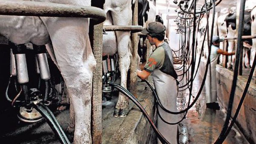 La producción láctea en la Argentina tuvo en 2016 la peor caída en 46 años