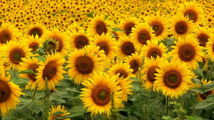 Finalizó la cosecha de girasol en el noroeste del país con rindes menores a lo esperado