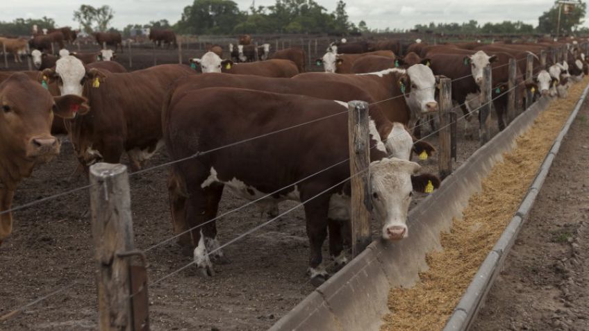 Más de 44 millones de bovinos fueron vacunados contra la fiebre aftosa en la segunda campaña de 2016