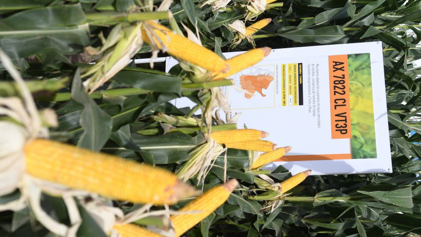 Nidera: soluciones que potencian el valor de cada semilla