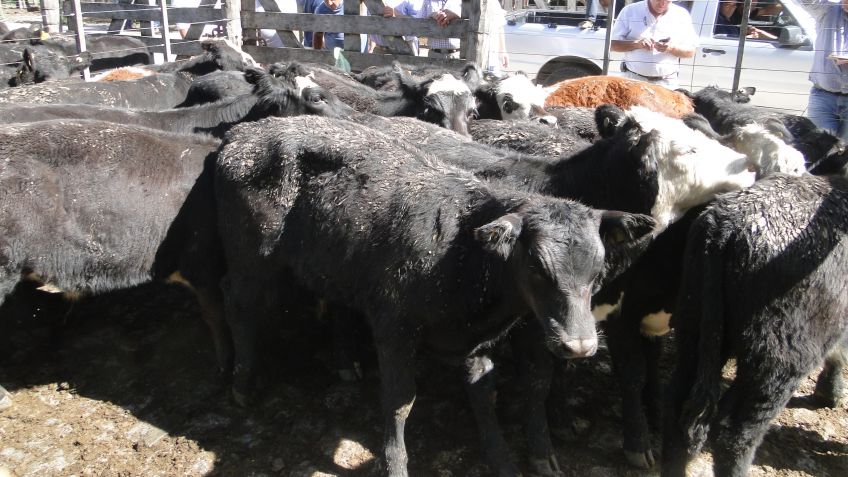 Remate de la Cooperativa Agrícola Ganadera y Monasterio Tatersall