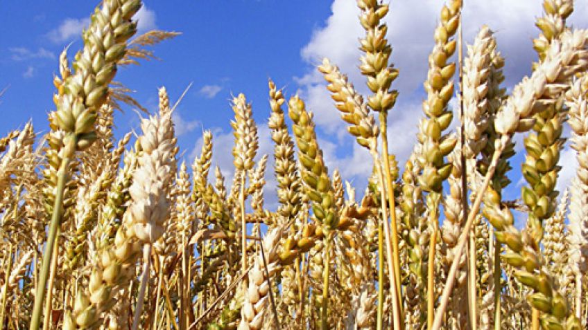 Se realizará una jornada de actualización del trigo candeal en Tandil