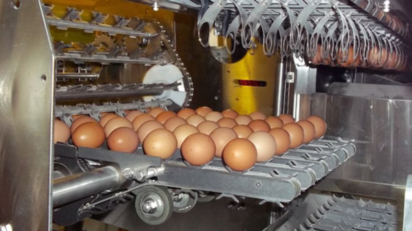 El consumo y la producción de huevos crecieron en 2016 por cuarto año consecutivo