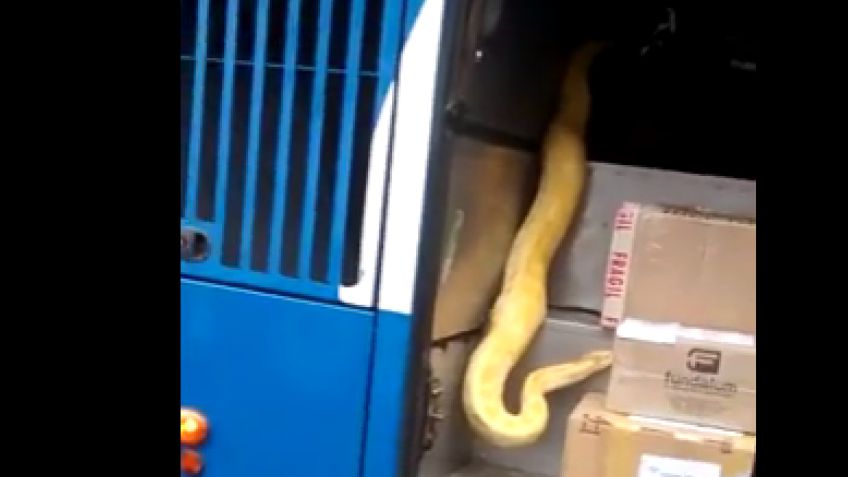 Una enorme serpiente apareció en el porta equipaje de un colectivo