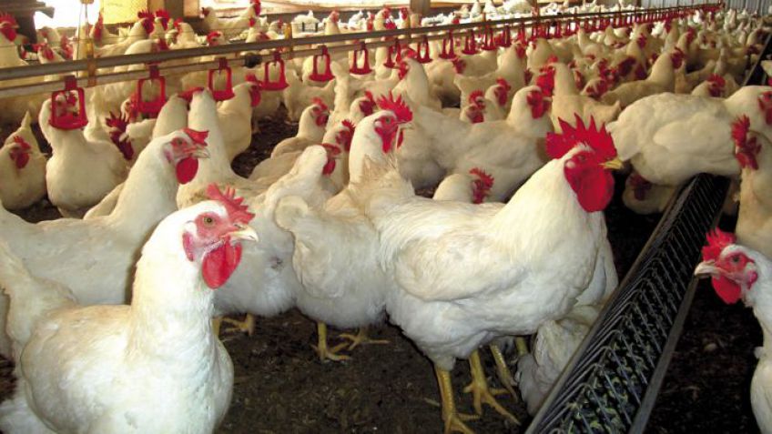 CRA alertó sobre la situación de los productores avícolas por los aumentos de tarifas