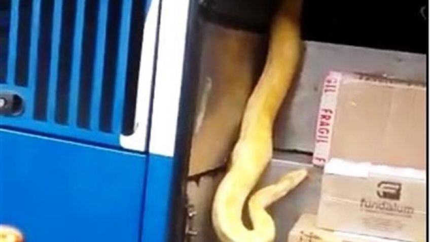 La pitón que fue noticia nacional