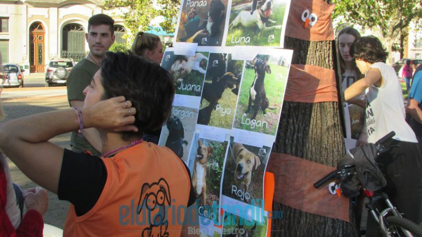 En el día del animal, Romay pidió mayor intervención de la Justicia y el Municipio en los casos de maltrato