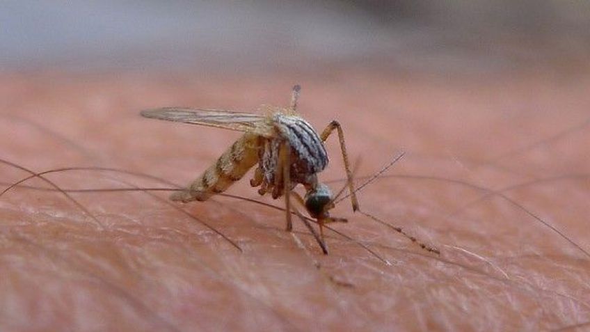 Invasión de mosquitos: ¿Hasta cuándo van a estar?