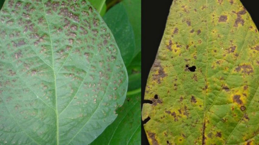 Detectan una enfermedad con nuevos síntomas complica el 30% de la producción de soja