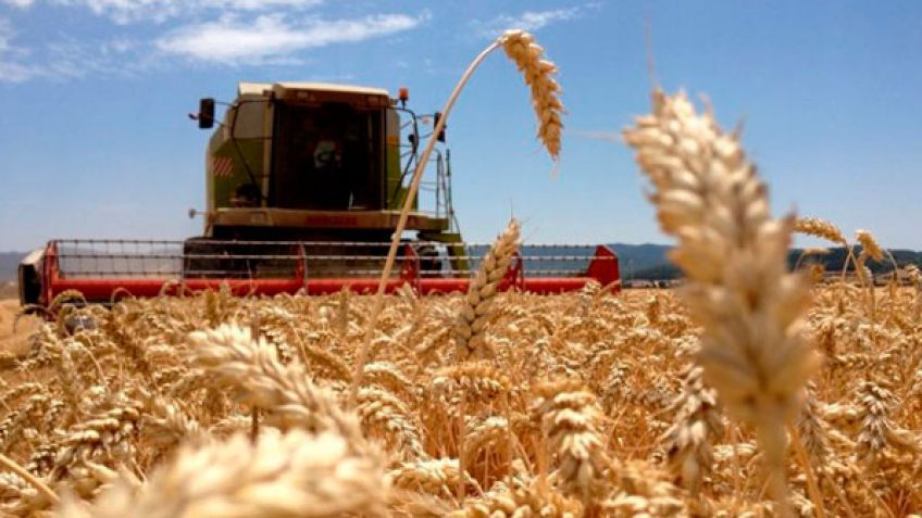 Estiman un aumento del 10% del área en la intención de siembra de trigo en el sur bonaerense