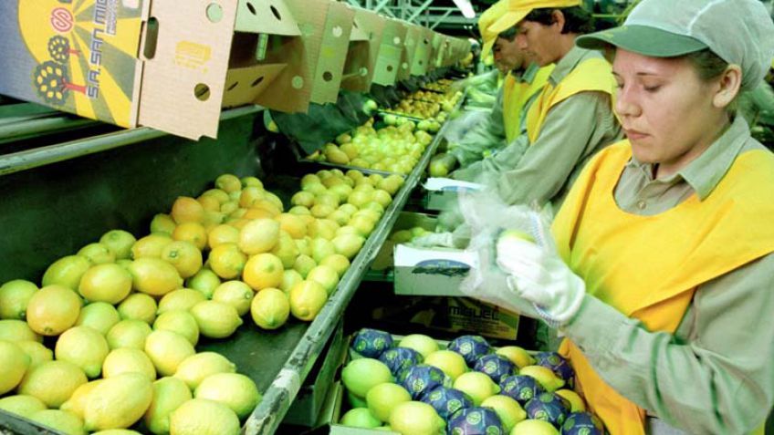 Tras la apertura del limón, citrícolas confían en que se abrirán otros mercados en EE.UU.