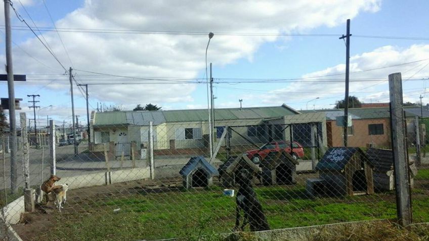 Insólito: les dio lugar a perros de la calle y vecinos le denunciaron una "perrera clandestina"