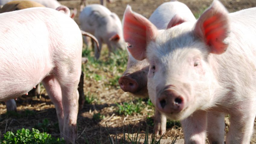 Nueva jornada de capacitación para productores porcinos