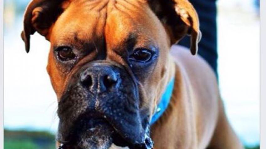 Ni las mascotas se salvan: forzaron un portón para robarse un perro