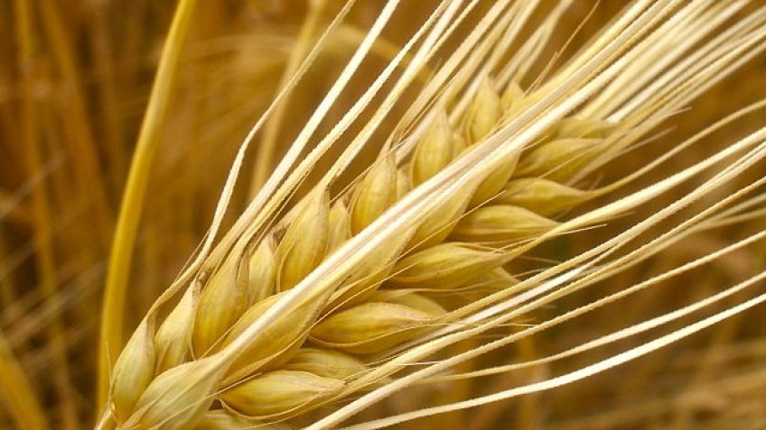 La producción de trigo y la ganadería bonaerenses alcanzaron su mayor nivel en los últimos años
