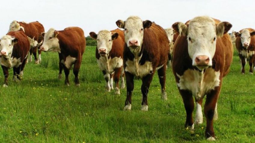 Exportarán a la India la vacuna contra la "tristeza bovina"