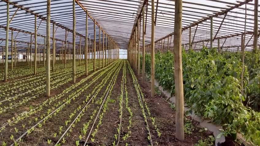 Taller para productores hortícolas