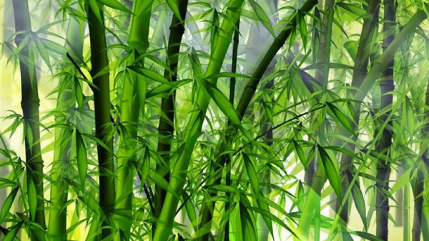 Bambú, un cultivo con usos múltiples y sorprendentes
